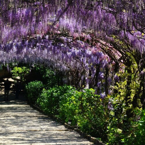 Giardino Bardini a Firenze, il parco del tunnel di glicini dove farai delle foto super belle